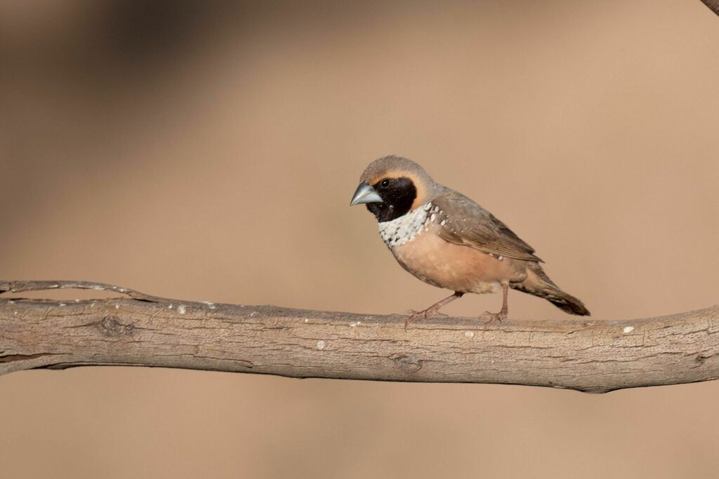 Pictorella Munia photo