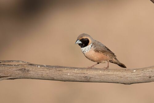 Pictorella Mannikin (Heteromunia pectoralis), photo 1