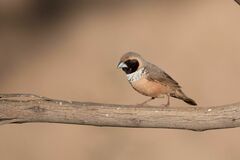 Pictorella Munia photo 1