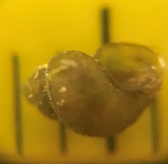 Pyrgulopsis