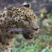Amur Leopard - Photo (c) ucumari photography, some rights reserved (CC BY-NC-ND)