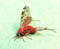 Sylvicola alternatus