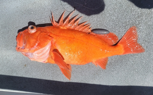 Cowcod (Sebastes levis) — Sebastidae — 5