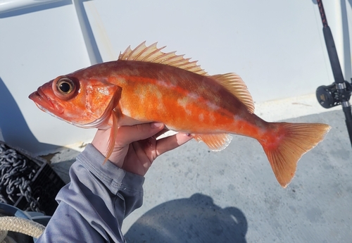 Chilipepper (Sebastes goodei) — Sebastidae — 3