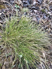 Carex eburnea