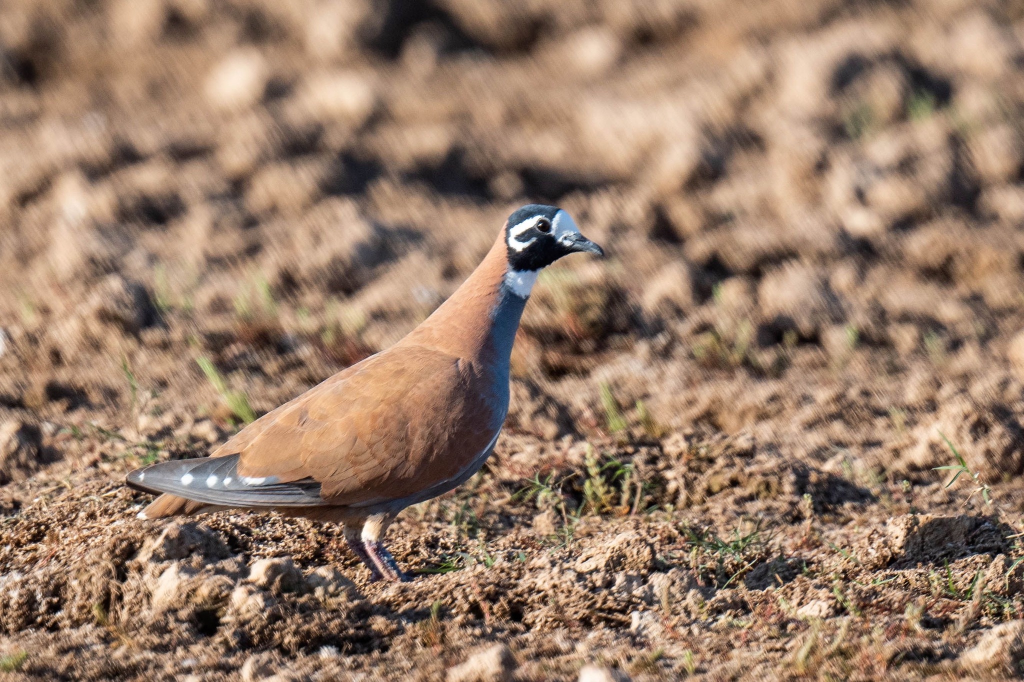 Flock Bronzewing (Phaps histrionica), photo 2