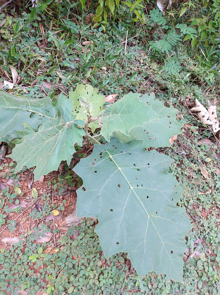 Solanum sessiliflorum