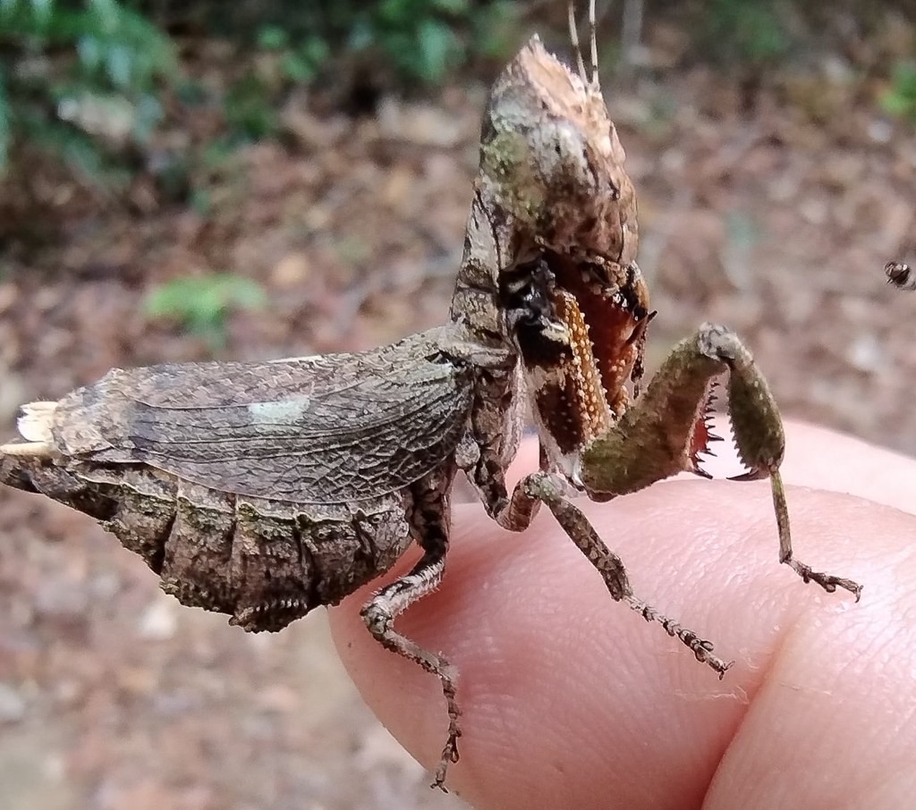 Ovalimantis maculata