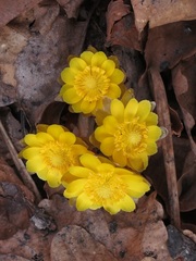 Adonis amurensis