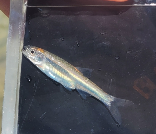 Texas Shiner