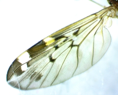 Sylvicola alternatus