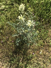 Astragalus oxyphysus