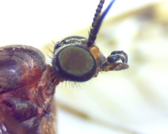 Sylvicola alternatus