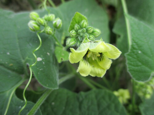 Momordica corymbifera