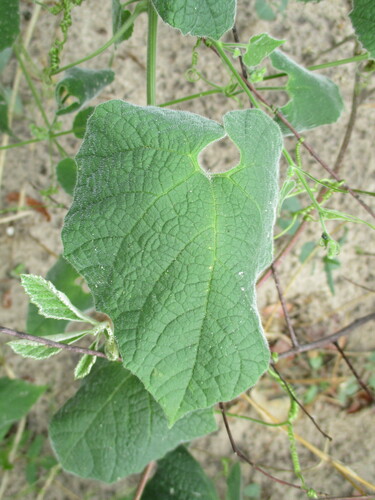 Momordica corymbifera