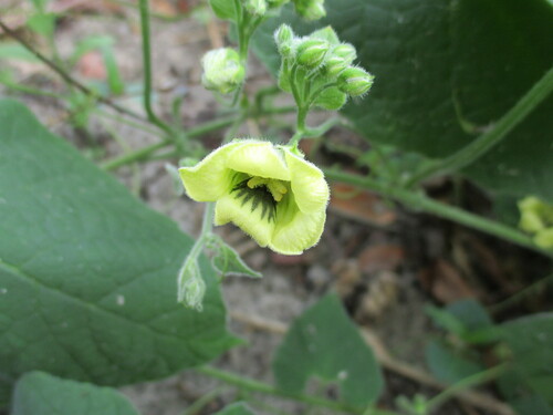 Momordica corymbifera