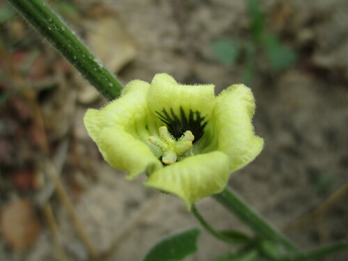 Momordica corymbifera