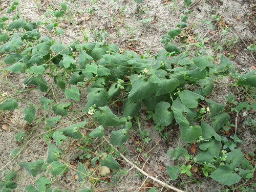 Momordica corymbifera