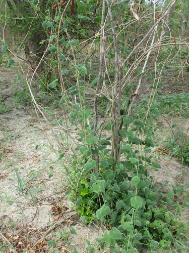 Momordica corymbifera