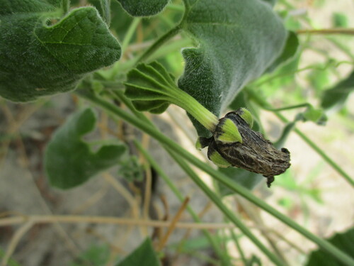 Momordica corymbifera