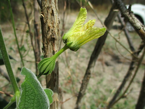 Momordica corymbifera