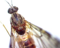 Sylvicola alternatus