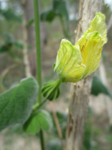 Momordica corymbifera