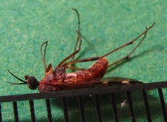 Sylvicola alternatus