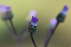 Pericallis × hybrida