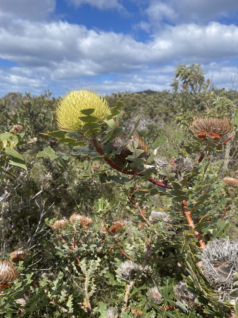 Baxters Banksia