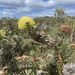 Banksia baxteri - Photo (c) Keith Martin-Smith, μερικά δικαιώματα διατηρούνται (CC BY-NC-SA), uploaded by Keith Martin-Smith