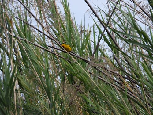Katanga Masked Weaver (Ploceus katangae), photo 5