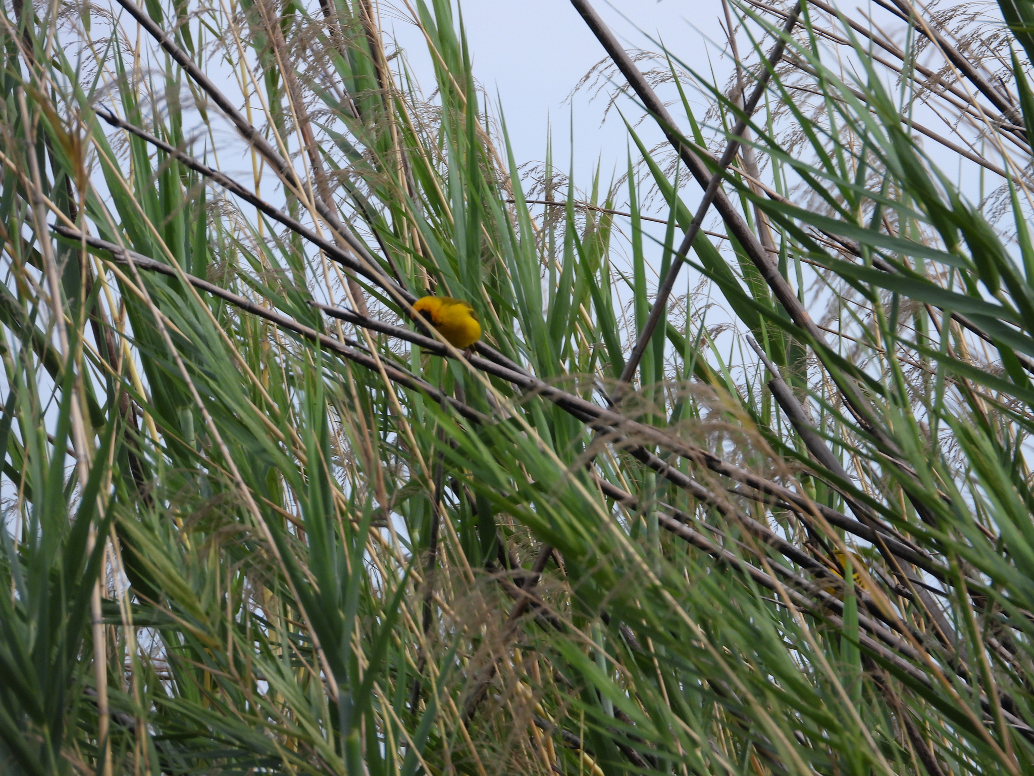 Katanga Masked Weaver (Ploceus katangae), photo 5