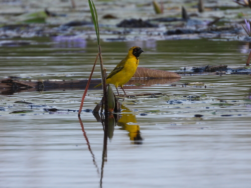 Katanga Masked Weaver (Ploceus katangae), photo 3