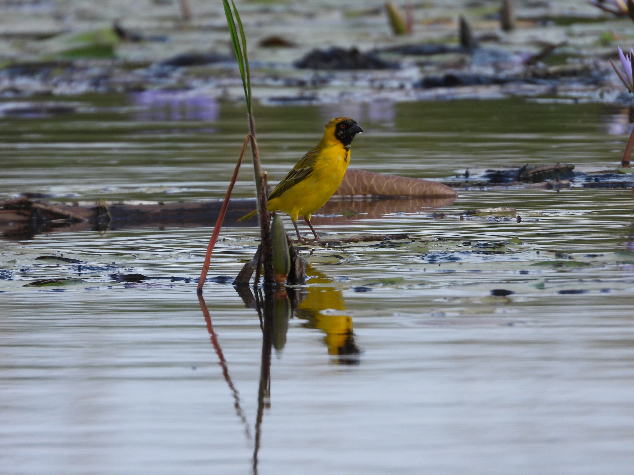 Katanga Masked Weaver (Ploceus katangae), photo 3