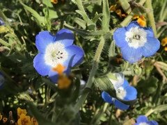 Nemophila menziesii