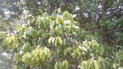 Melicoccus bijugatus