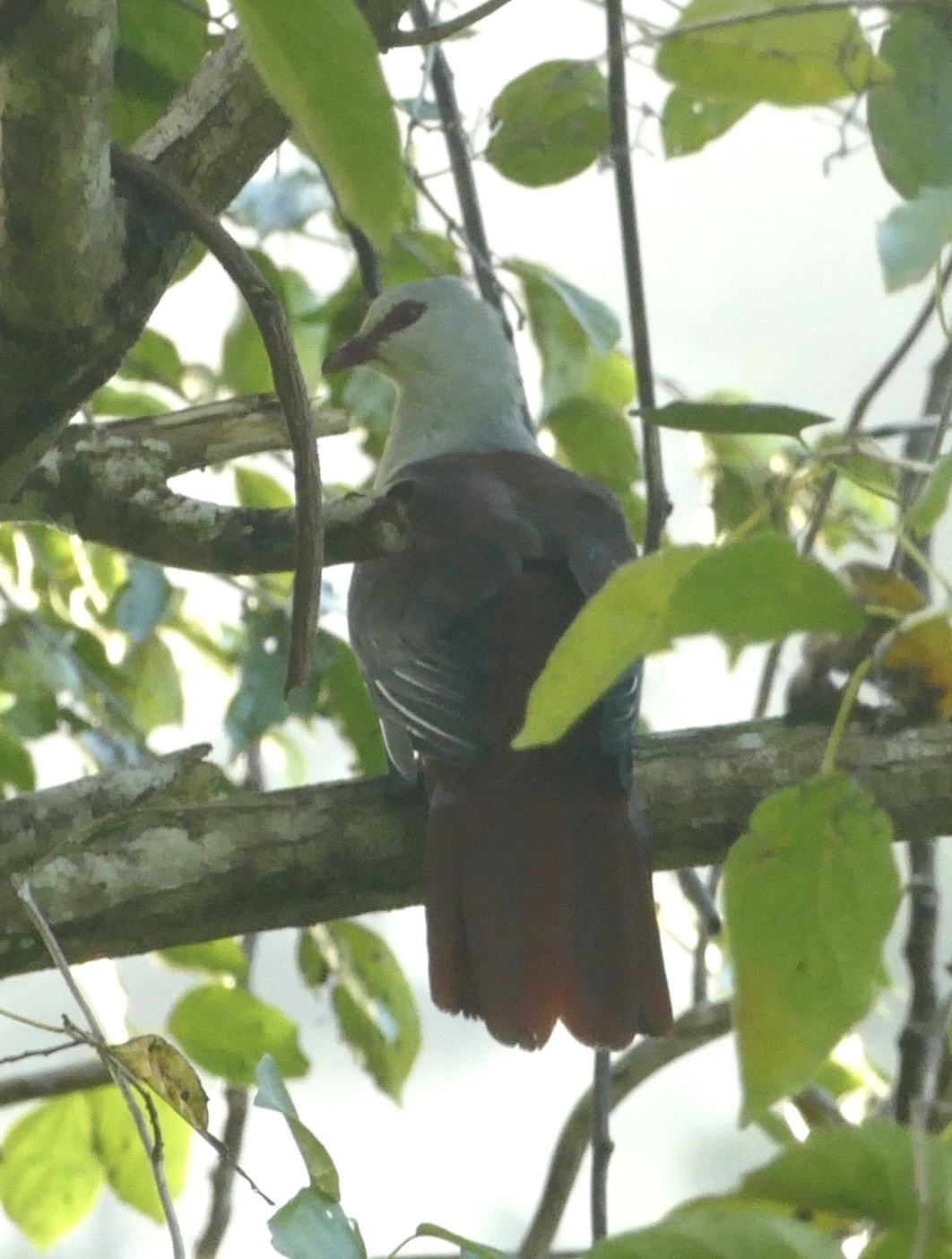 Great Cuckoo-Dove (Reinwardtoena reinwardti), photo 3