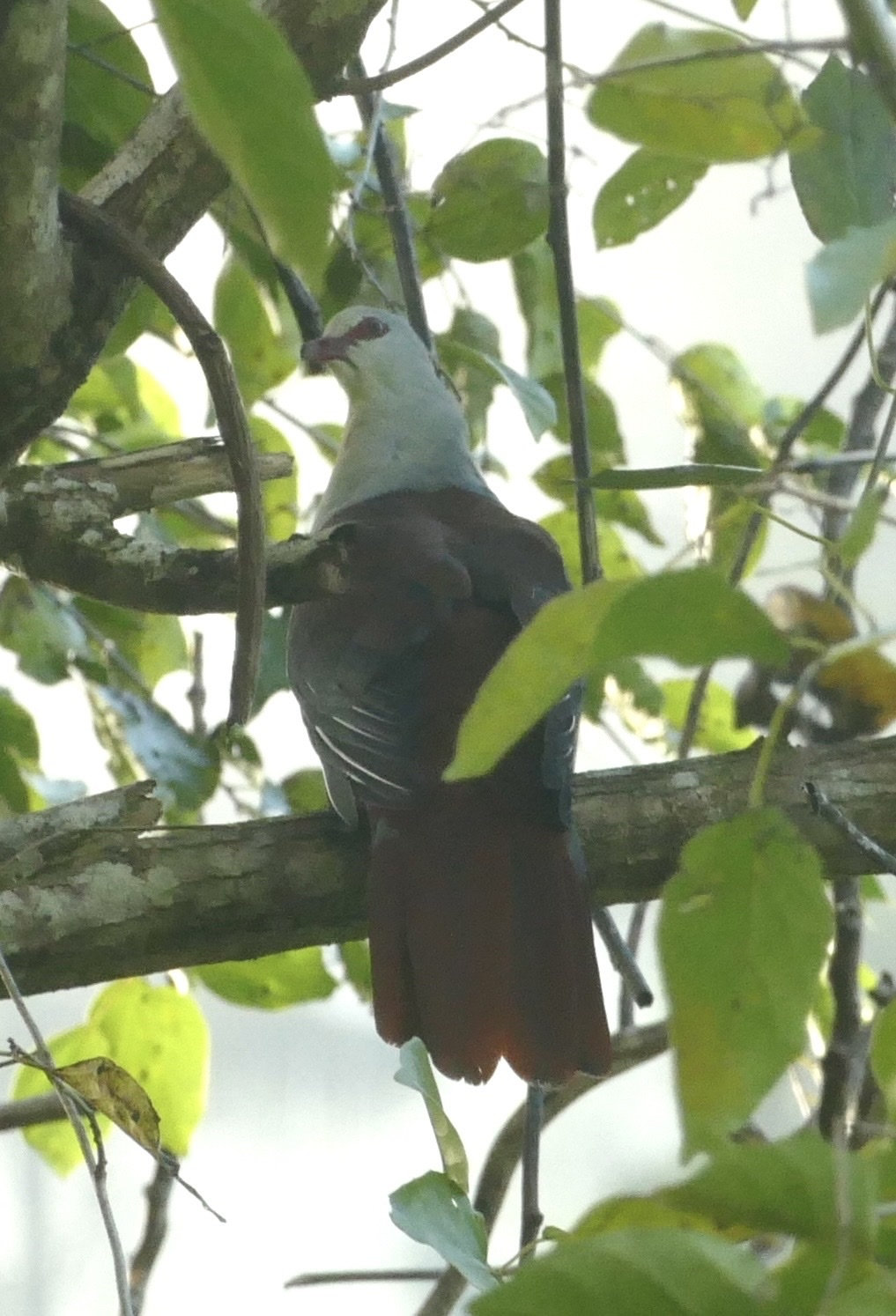 Great Cuckoo-Dove (Reinwardtoena reinwardti), photo 4