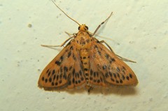Conogethes
