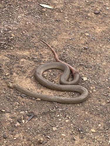Eastern Brown Snake sighting