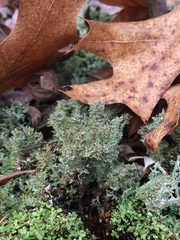 Cladonia atlantica
