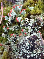 Cladonia incrassata