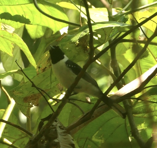 Spot-winged Monarch (Symposiachrus guttula)