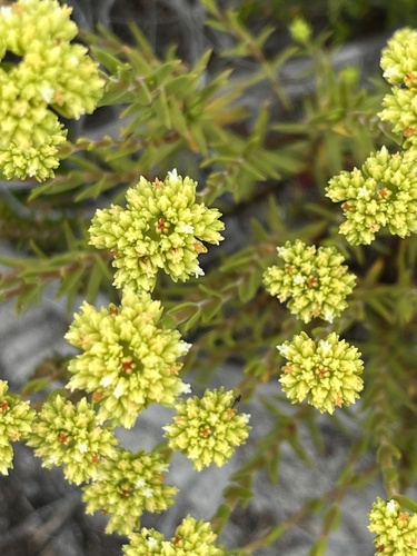 Crassula subulata