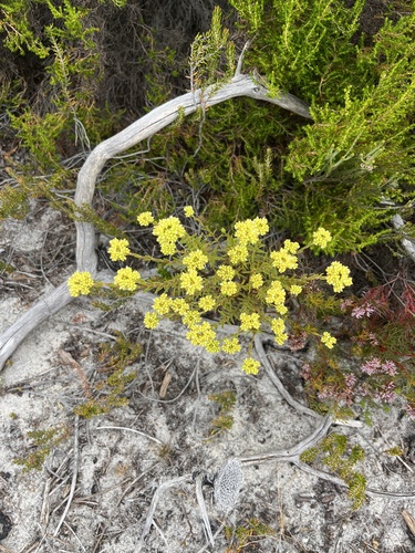 Crassula subulata