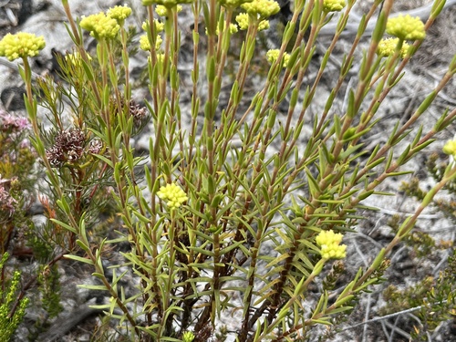 Crassula subulata