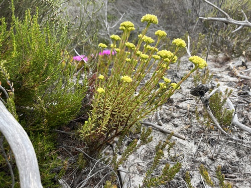 Crassula subulata