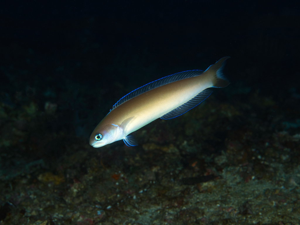 Green tilefish (Hoplolatilus cuniculus) — Malacanthidae