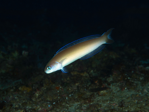 Green tilefish (Hoplolatilus cuniculus) — Malacanthidae